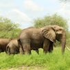 Jongerenreizen Tanzania olifanten zien
